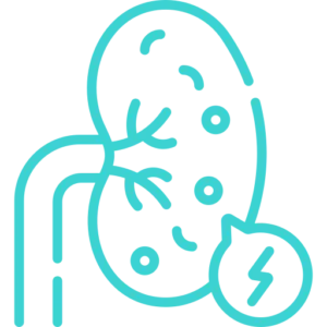 kidney